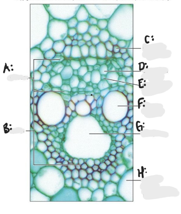 <p>Identify A - H in a vascular bundle of corn. </p>