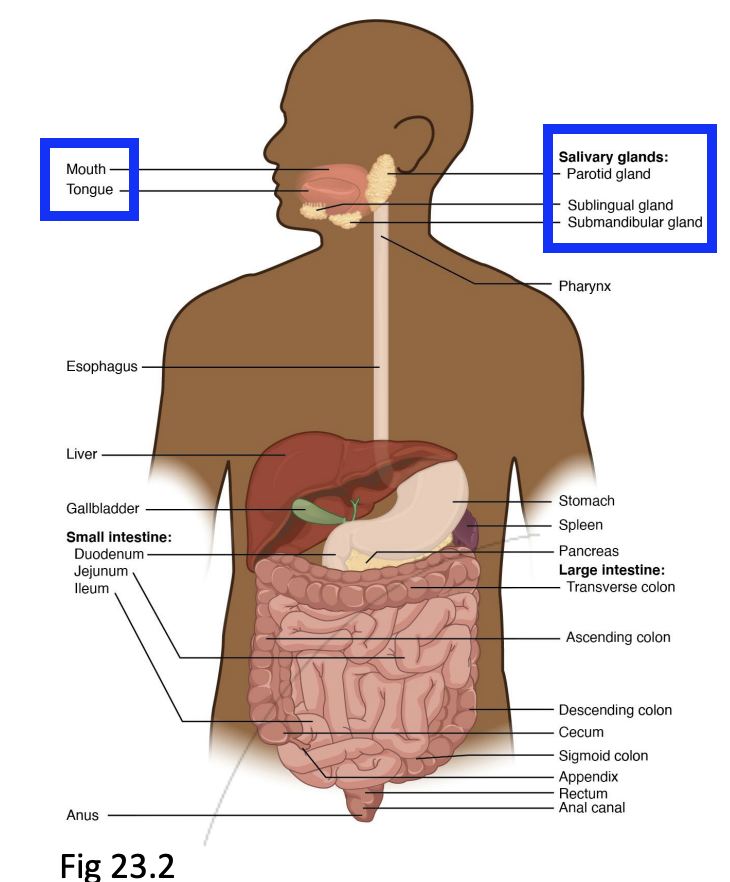 <ul><li><p>Chews and mixes food with saliva </p><ul><li><p>Amylase enzyme breaks down polysaccharides in sugar/carbohydrates into glucose/simpler sugar molecules</p></li></ul></li></ul><p></p>