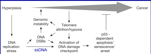<p>Hyperplasia = aberrant stimulation of cell proliferation</p><p>Hyperplasia, telomere attrition &amp; hypoxia lead to replication stress (ssDNA &amp; DSBs) → activate DDR → Apoptosis (p53-dependent) &amp; senescence → suppress expansion of precancerous lesion</p><p>BUT… subsequent mutations of the DDR results in loss of these crucial tumour suppressive mechanisms → further evolution of cancerous phenotype</p>