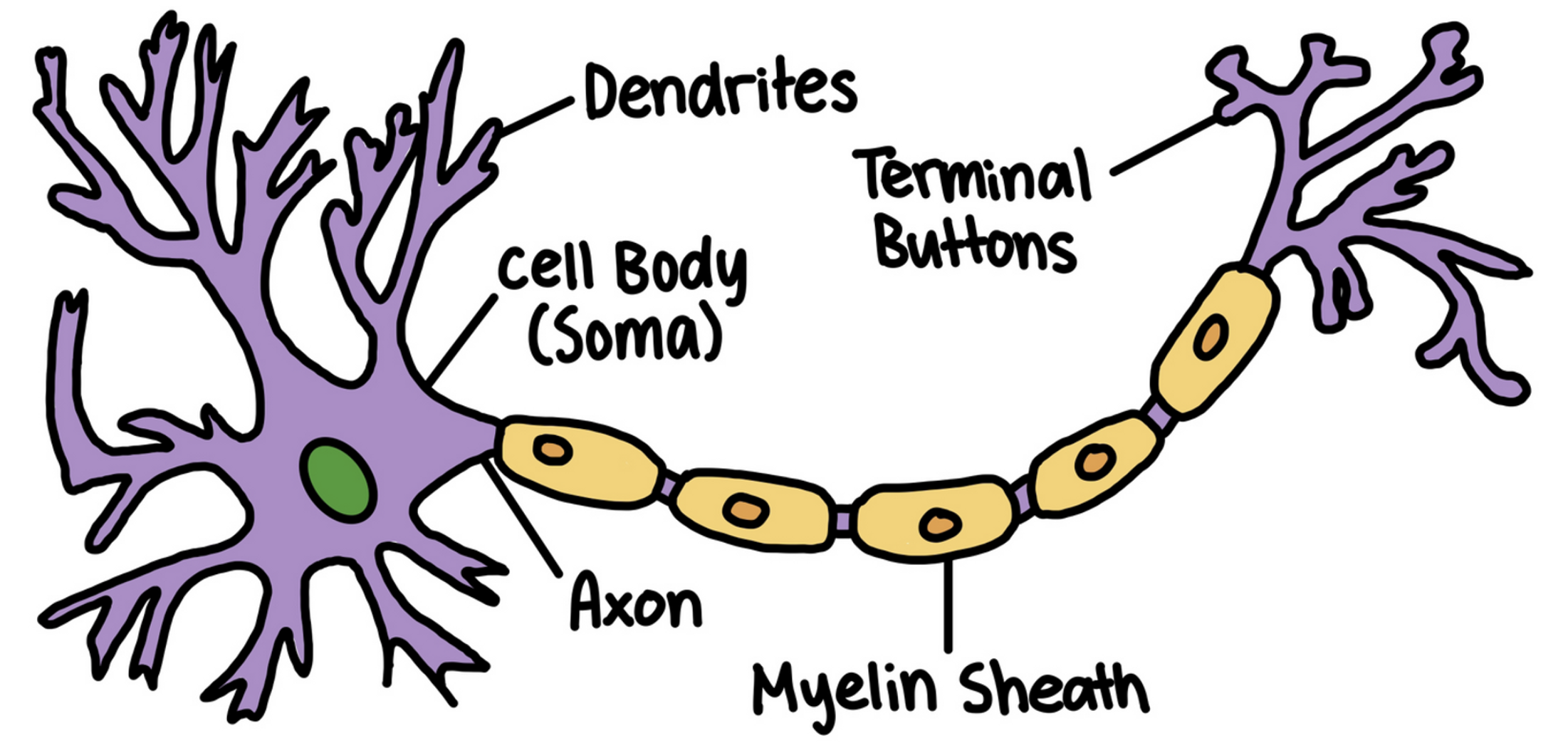 <p>Individual nerve cells</p>