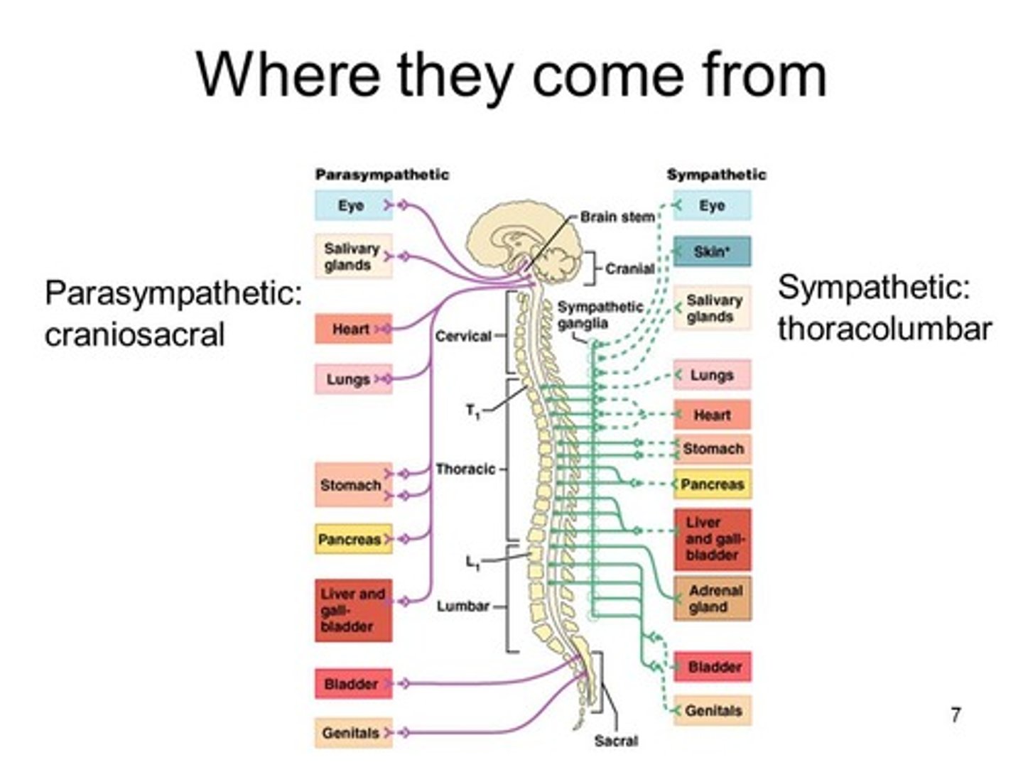 <p>(D) Brain stem &amp; lower spinal cord, Middle of the spinal cord</p><p>The Parasympathetic nervous system's first neuron starts in the Brain stem &amp; lower spinal cord. The Sympathetic nervous system's first neuron starts in the Middle of the spinal cord.</p>