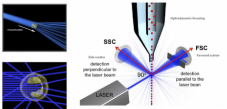 Light scattering 