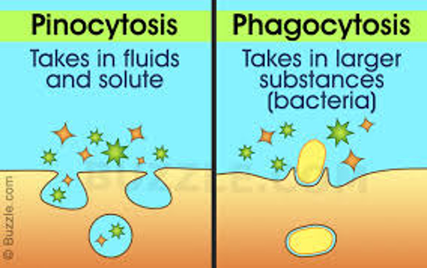 <p>(C) Pinocytosis, Phagocytosis</p><p>Endocytosis with a fluid and its dissolved particles is called Pinocytosis, whereas Endocytosis with large solids is called Phagocytosis.</p>