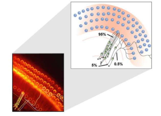 <p>What to remember about innervation of hair cells?</p>