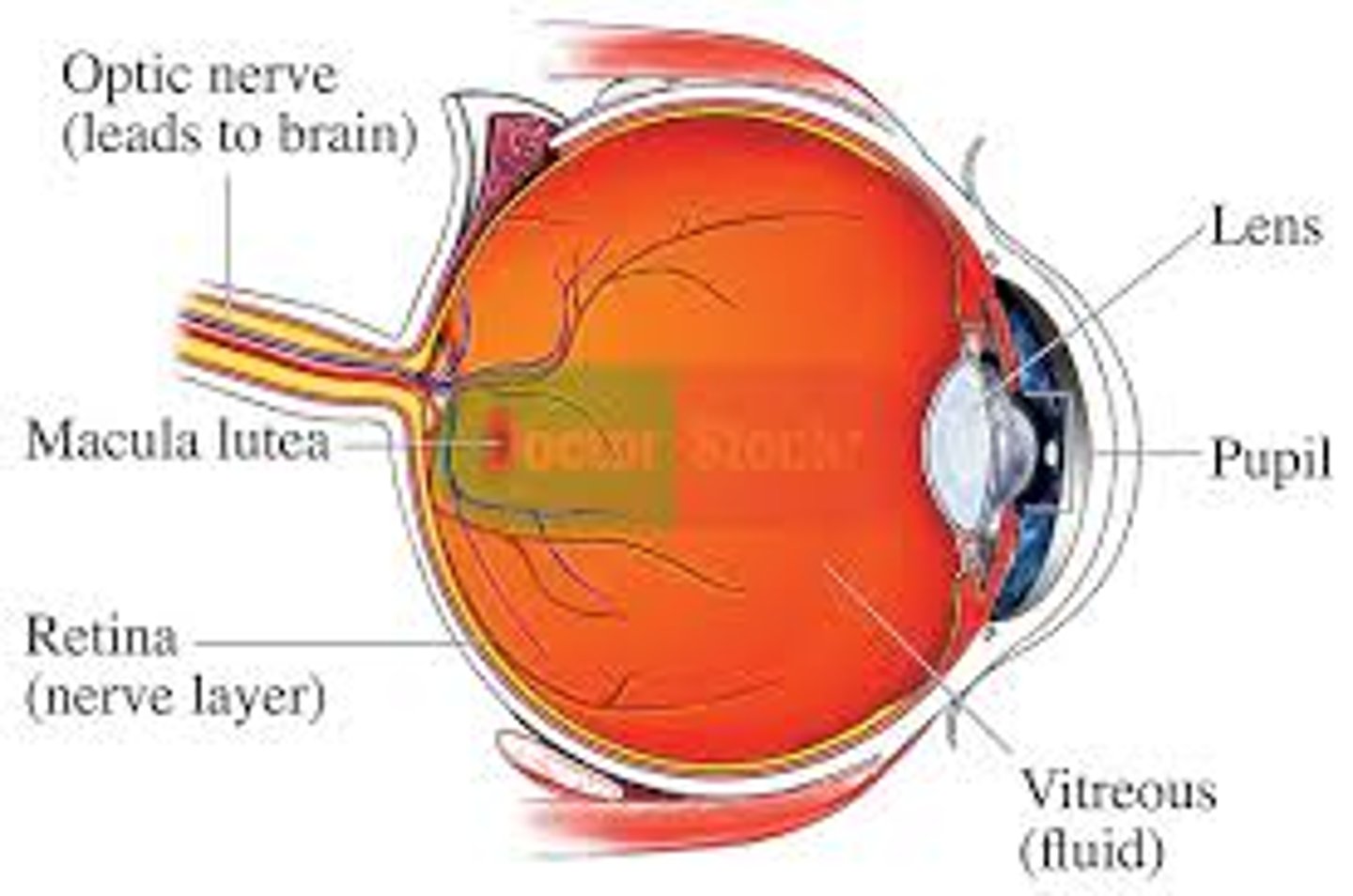 <p>- majority of photoreceptors in macula lutea is cones<br>- center of macula lutea fovea centralis (cones only)</p>