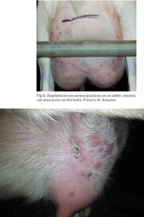 <p><span>Staphylococcal Dermatitis in Goats</span></p>