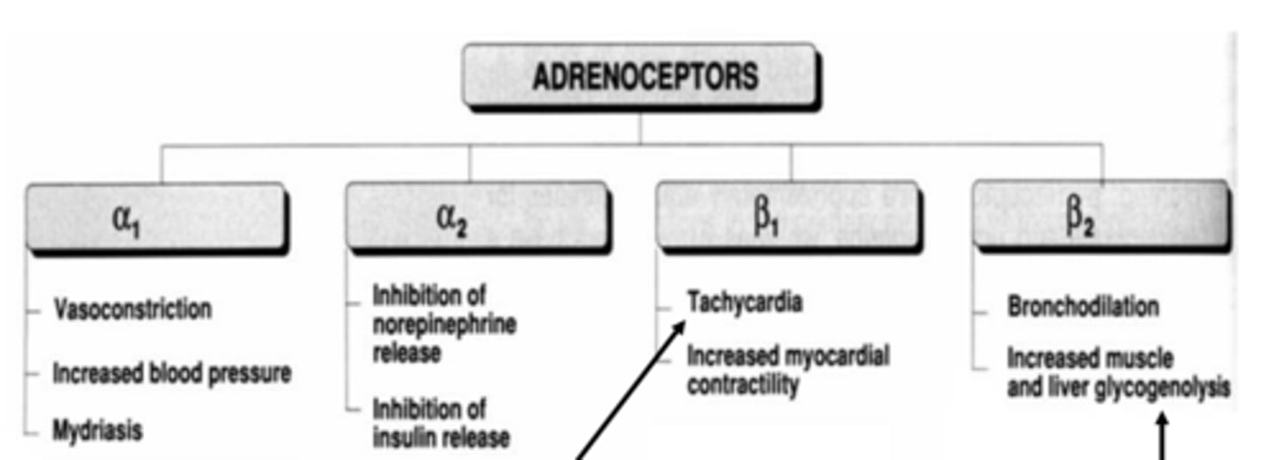 <p>- bronchodilation</p><p>- increased muscle and liver glycogenolysis (breakdown of glycogen to glucose)</p>