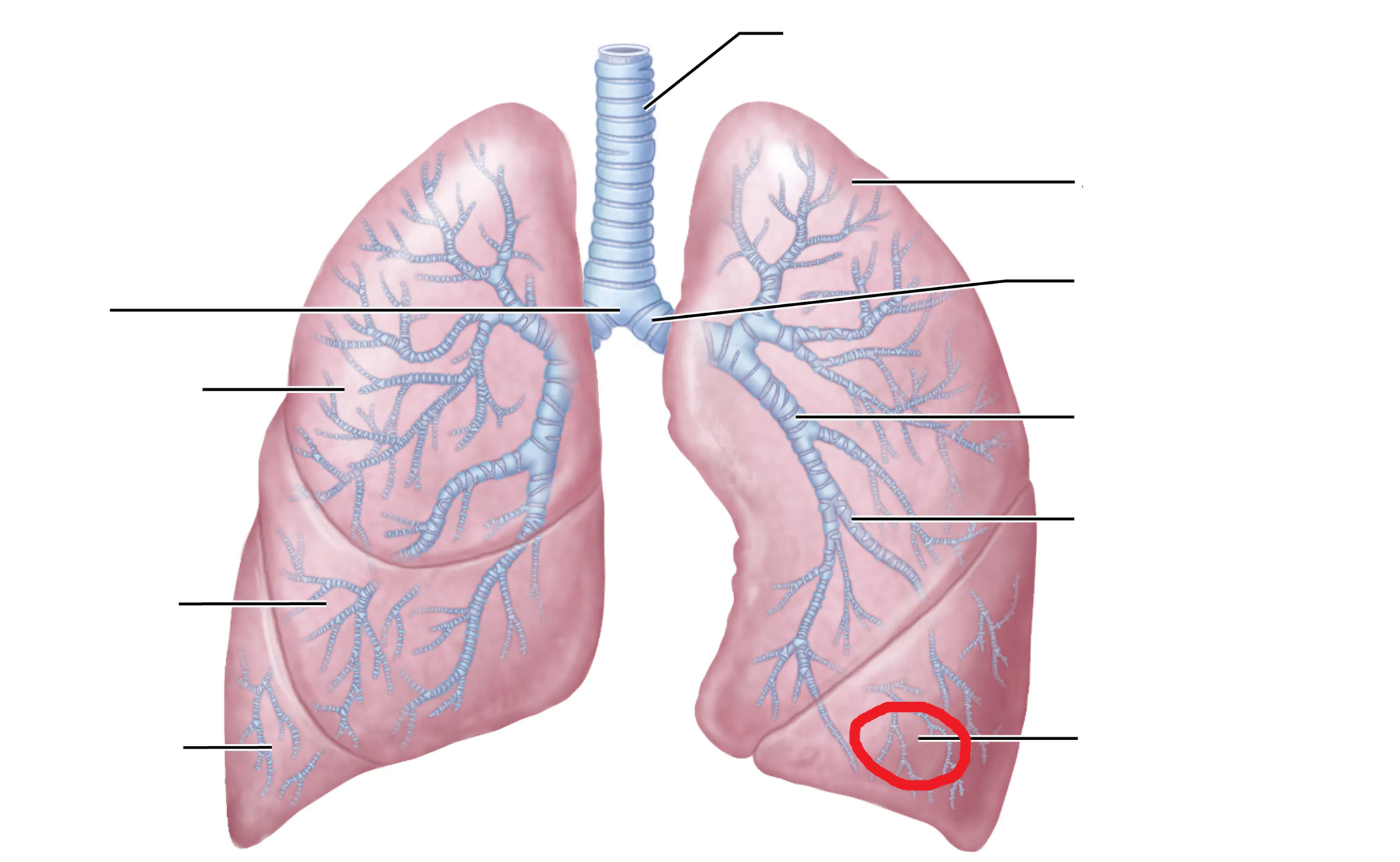 <p>What is the area marked in red?</p>