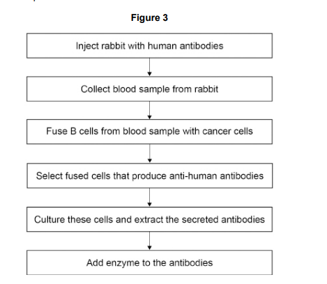 <p>Figure 3 shows a flowchart of how the anti-human antibodies with enzyme attached are produced.</p><p>Suggest why the fused cells allow continuous production of monoclonal antibodies. (2) </p>