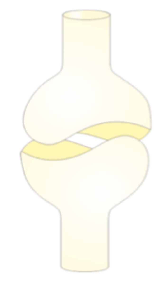 <p>biaxial; movements in 2 planes</p><p>interlocking saddle-shaped articular surface</p><p>Ex: 1st carpometacarpal joint (opposition/reposition)</p>
