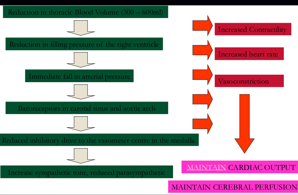<p><mark data-color="red" style="background-color: red; color: inherit;">In the heart,</mark></p><p><mark data-color="red" style="background-color: red; color: inherit;">Contractility is increased</mark></p><p><mark data-color="red" style="background-color: red; color: inherit;">HR increases</mark></p><p><mark data-color="red" style="background-color: red; color: inherit;">Vasoconstriction</mark></p><p><mark data-color="red" style="background-color: red; color: inherit;">Maintain cardiac output</mark></p><p>Reduction in thoracic Blood Volume (300 – 600ml)</p><p>Reduction in filling pressure of the right ventricle</p><p>Immediate fall in arterial pressure</p><p>Baroreceptors in carotid sinus and aortic arch</p><p>Reduced inhibitory drive to the vasometer Canter in the medulla </p><p><mark data-color="green" style="background-color: green; color: inherit;">Increase sympathetic tone, reduce parasympathetic</mark></p><p><mark data-color="green" style="background-color: green; color: inherit;">Maintain cerebral perfusion</mark></p>