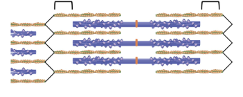 <p><span style="background-color: transparent;"><strong><span>I bands</span></strong></span></p>