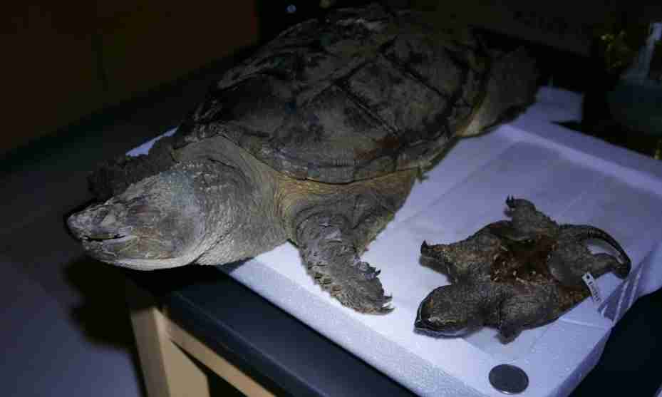 <p>What is the family and scientific name for this turtle?</p>