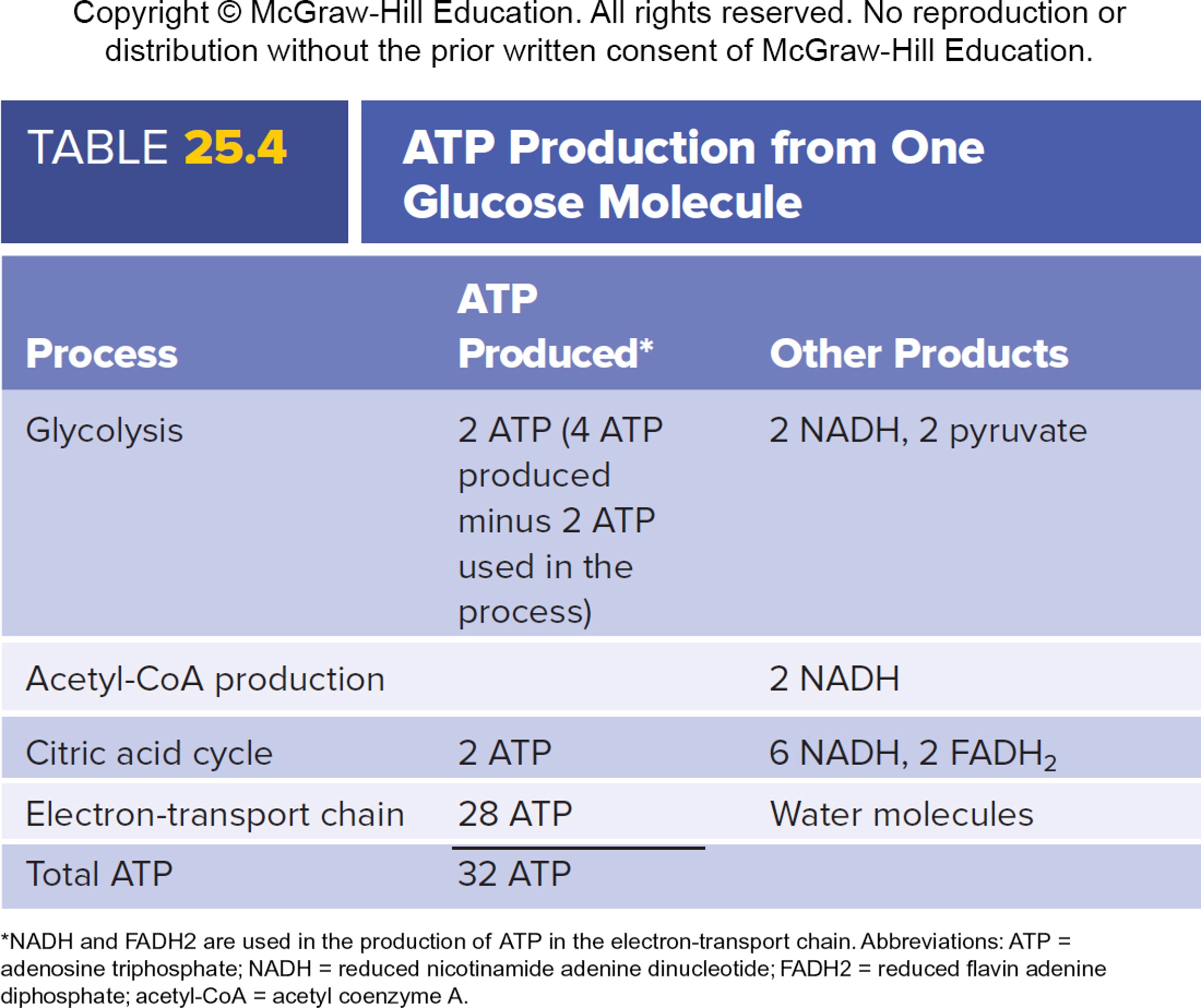 2+2+25+3 = 32

* Glycolysis → 2 ATP
* Citric Acid cycle → 2 ATP
* Electron transport train (via 10 NADH: 2.5 ATP/1 NADH) → 25 ATP
* Electron transport train (via 2 FADH: 1.5 ATP/1 FADH) → 3 ATP