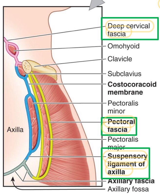 <ol><li><p>Deep cervical fascia</p></li><li><p>Pectoral fascia</p></li><li><p>Suspensory ligament of axilla</p></li></ol>