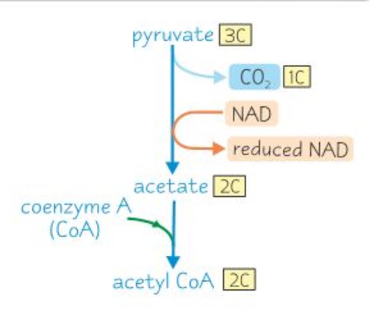 <p>TAKES PLACE IN MATRIX (FLUID SPACE OF MITOCHONDRIA)</p><p>2nd; happens after Glycolysis:</p><p>1.) 1 Pyruvate (◉◉◉) enters and binds with 1 Coenzyme A (◘)</p><p>2.) Makes 1 Co2 (◉) leave and one NAD+ receives electrons from reaction to become 1 NADH</p><p>3.) This results in Acetyl-CoA, which is used to initiate Krebs cycle (◉◉-◘)</p><p>repeats twice, one per pyruvate in each glucose molecule. Net gain of 2 total NADH</p>