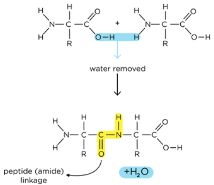 <p>condensation reaction</p><p>takes place in the ribosomes</p>