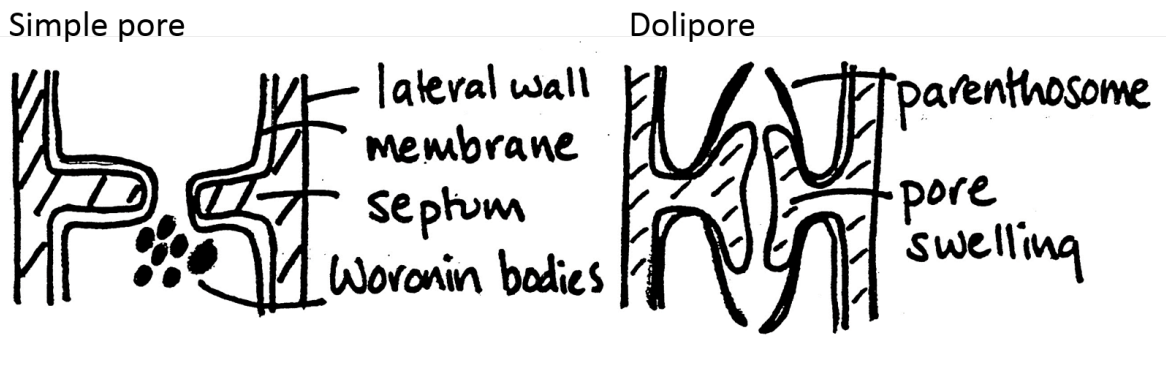 <p>Pores (septa)</p><p>Types:</p><ol><li><p>Woronin bodies: in simple pores</p><ul><li><p>Block the pores</p></li><li><p>Porteinaceous</p></li></ul></li><li><p>Parenthosome: in Dolipores</p><p></p></li></ol><p></p>