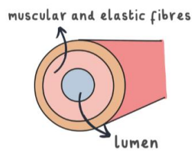 <p>what blood vessel is this?</p>