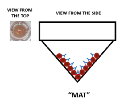 <p>Haemagglutination microplate: Mat indicates…</p>