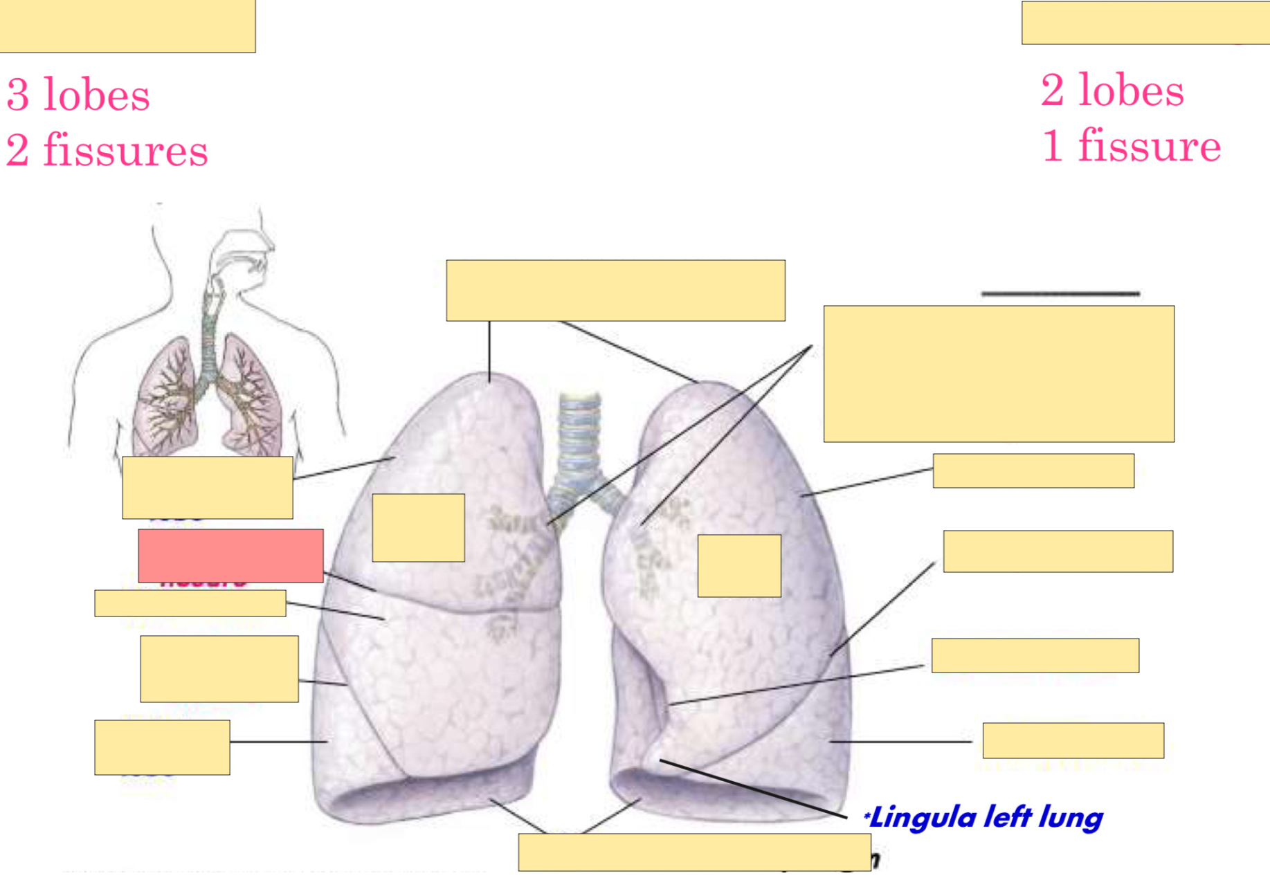 <p>What fissure is this?</p>