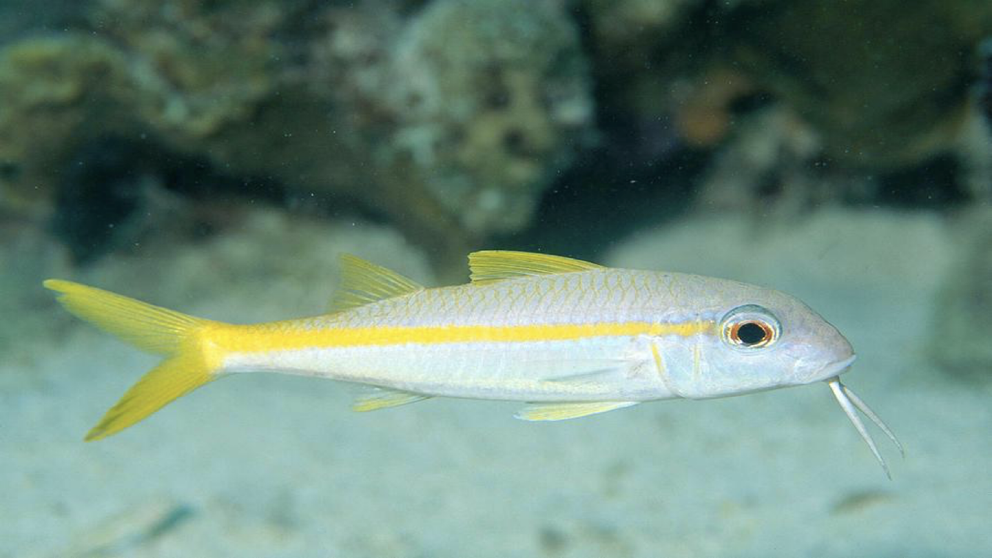 <p>WHAT FISH IS THIS</p>