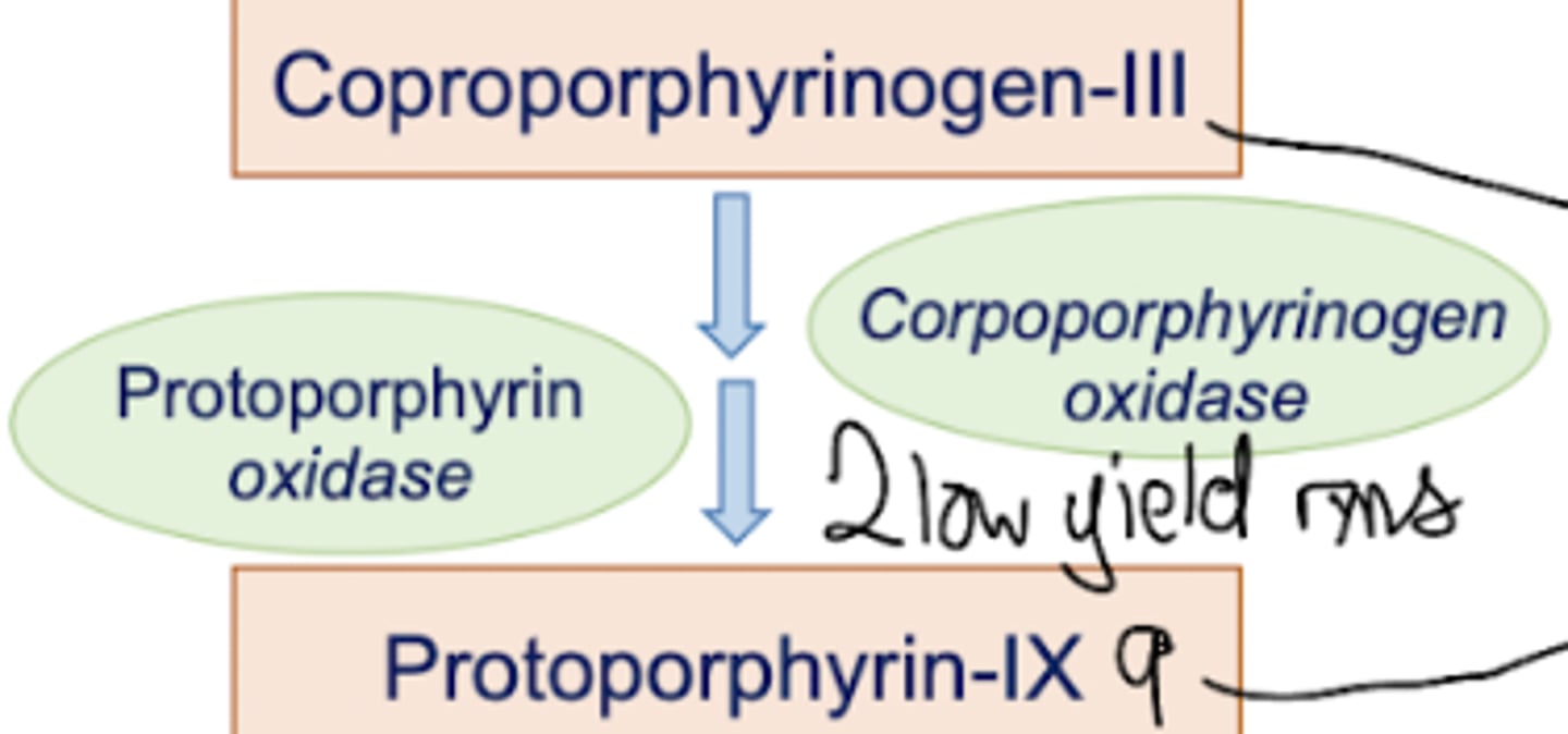 <p>Coproporphyrinogen-III is converted into Protoporphyrin-9 by two enzymatic reactions: coproporphyrinogen oxidase and protoporphyrin oxidase.</p>