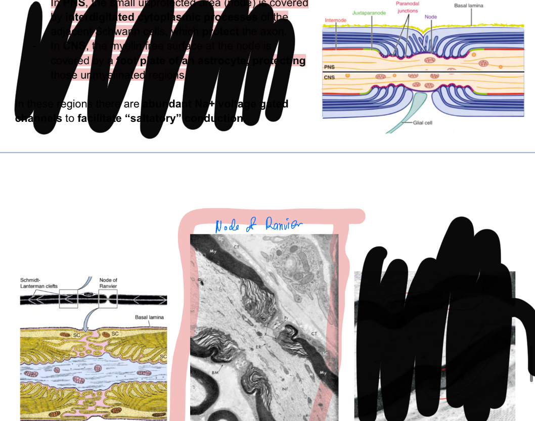 <p>In PNS: node is covered by interdigitated cytoplasmic processes of adjacent schawnn cells protecting axon</p><p>In CNS: myelin free surface covered by a foot plate of astrocytes, protecting unmyealinated regions.</p><p>Internodes is the space between node of ranvier</p>