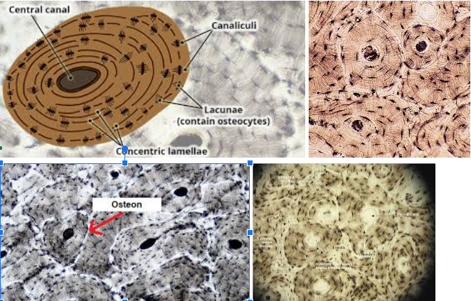 <p><strong>Bone connective tissue</strong></p>