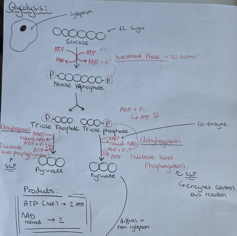 knowt flashcard image