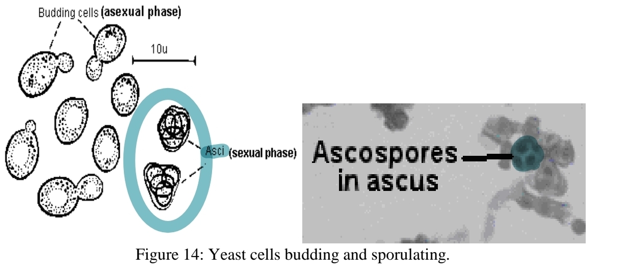 <p>other examples of sexual reproduction in ascomycota - Yeasts ascus</p>