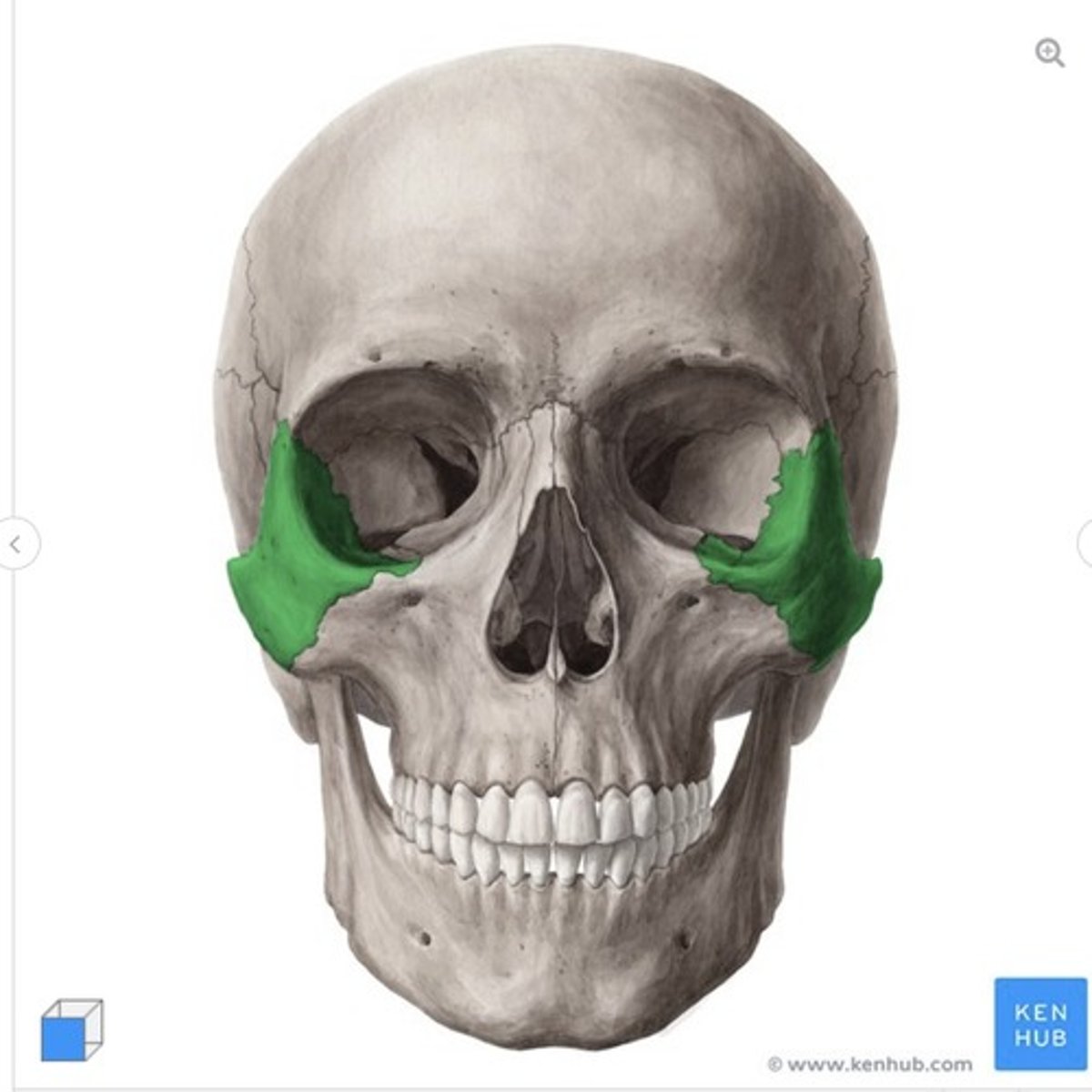 <p>what bone is this?</p>