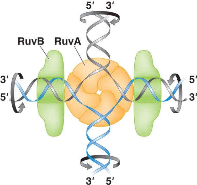 <p>RuvB is an ATP-dependent hexamer that promotes branch migration of the Holliday junction.</p>