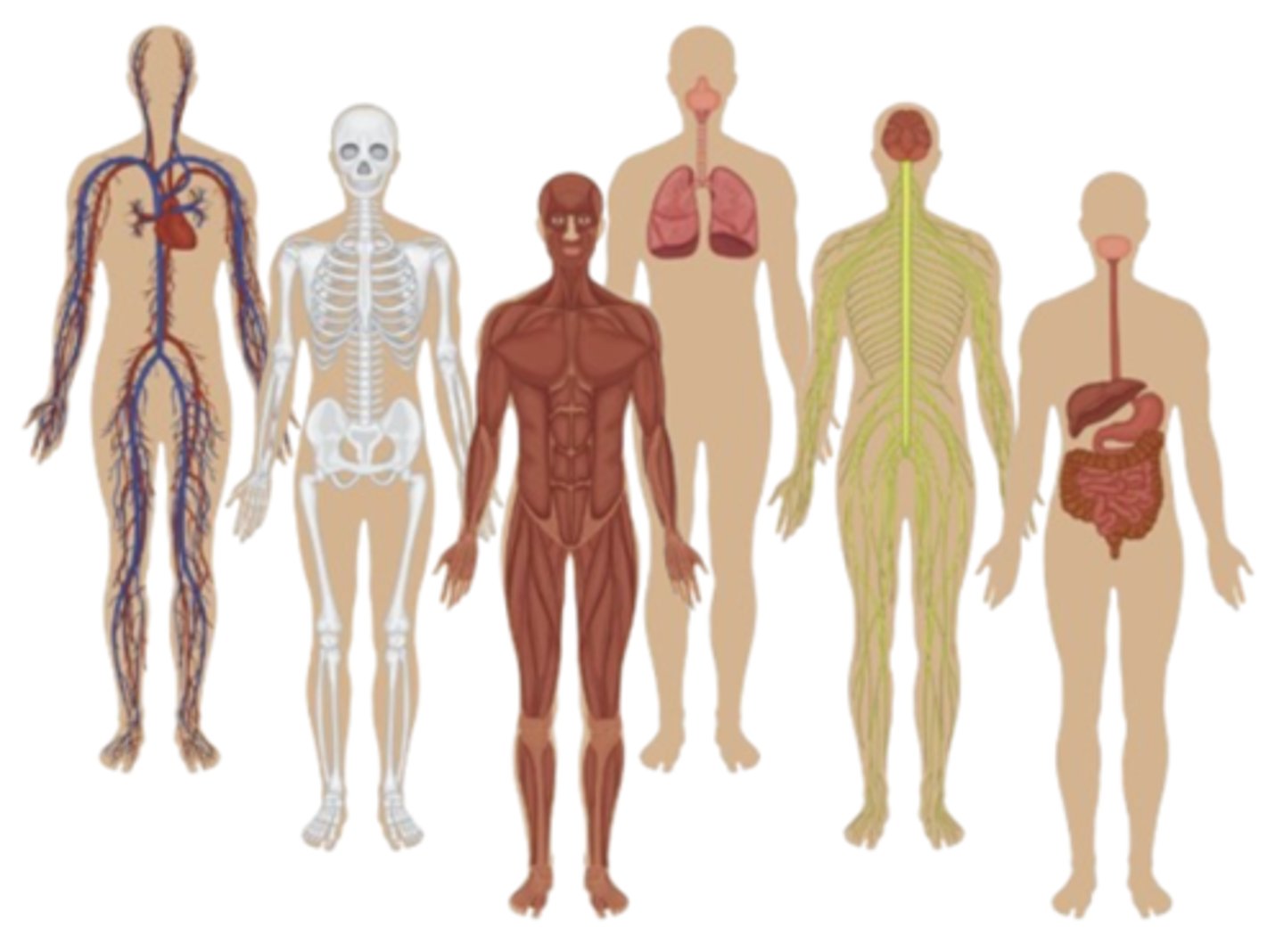 <p>a group of organs that work together to carry out a specific activity</p>