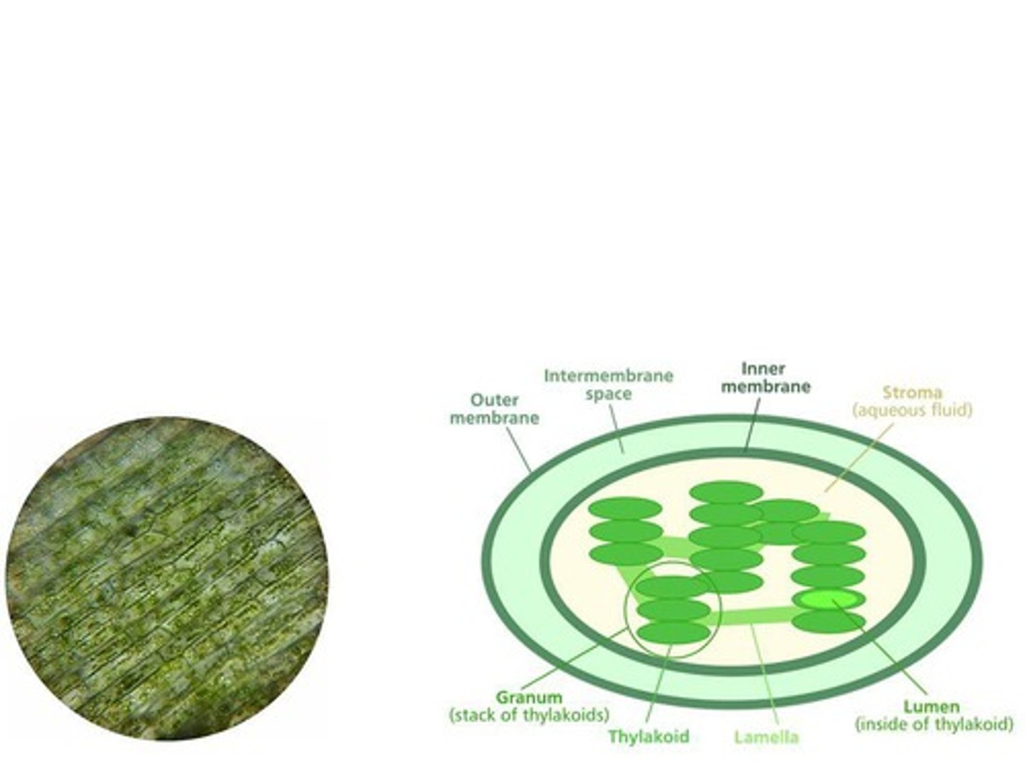 <p>organelle for the location of photosynthesis, found in the mesophyll, the cells that make up the interior tissue of the leaf</p>