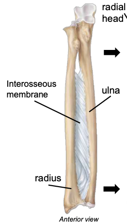 <p>lateral bone of the forearm</p>