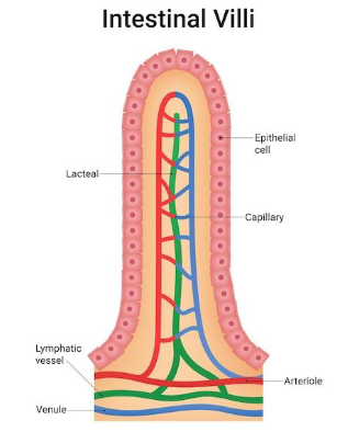 <p>intestinal villi</p>