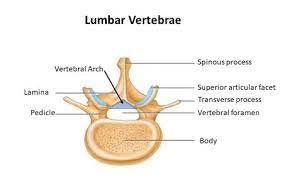 <ul><li><p>5 vertebrae in the lower back </p></li><li><p>designed to support weight of lower body </p></li><li><p>part at the top has a <strong>nub on it/shorter spinous process </strong></p></li><li><p><strong>LARGEST/bears most weight</strong></p></li></ul><p></p>