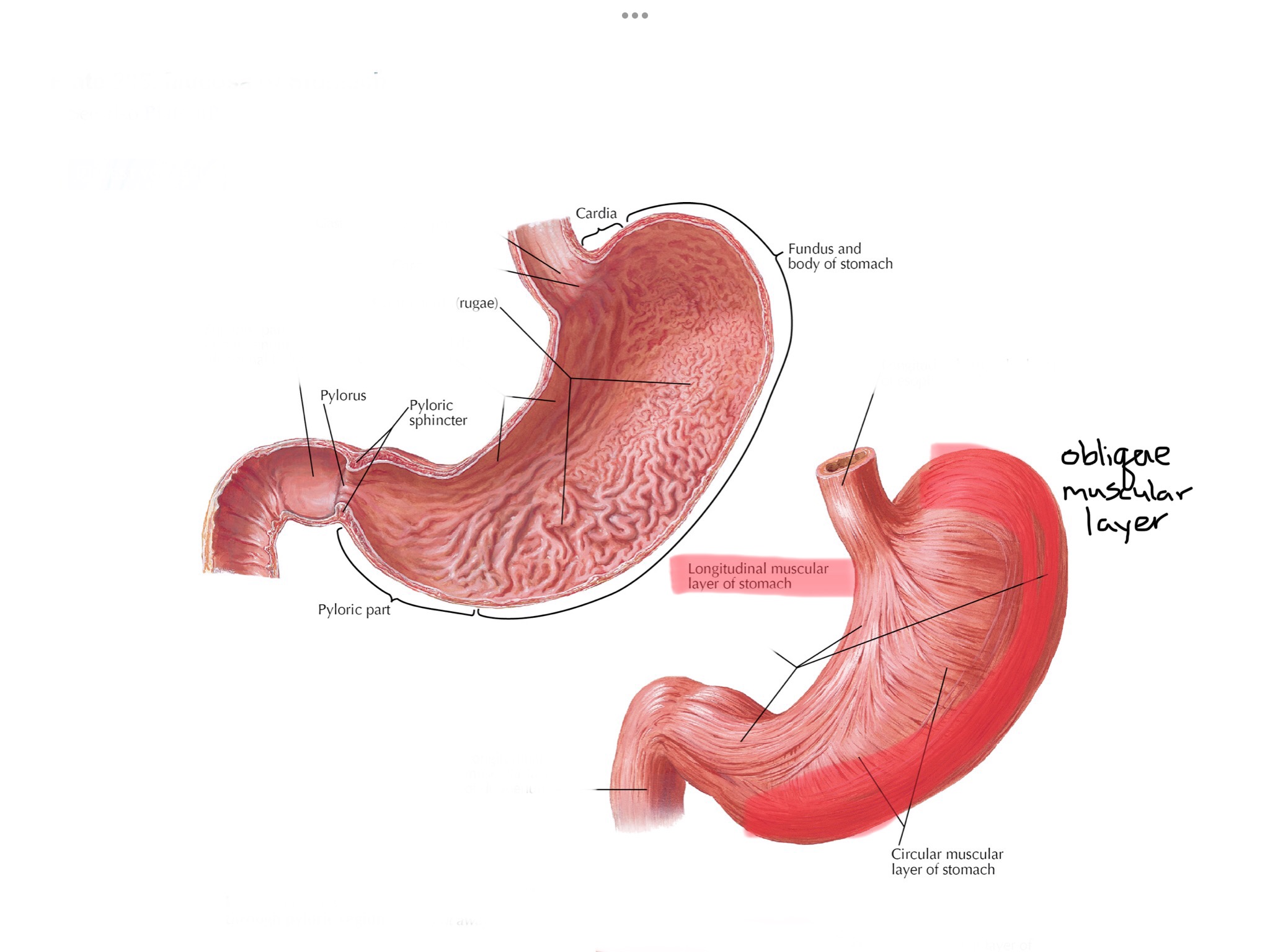 knowt flashcard image