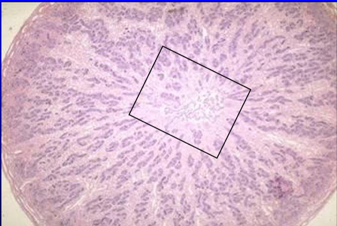 <p>Identify the cut:</p><p>Identify the structure:</p><p>Specie:</p>