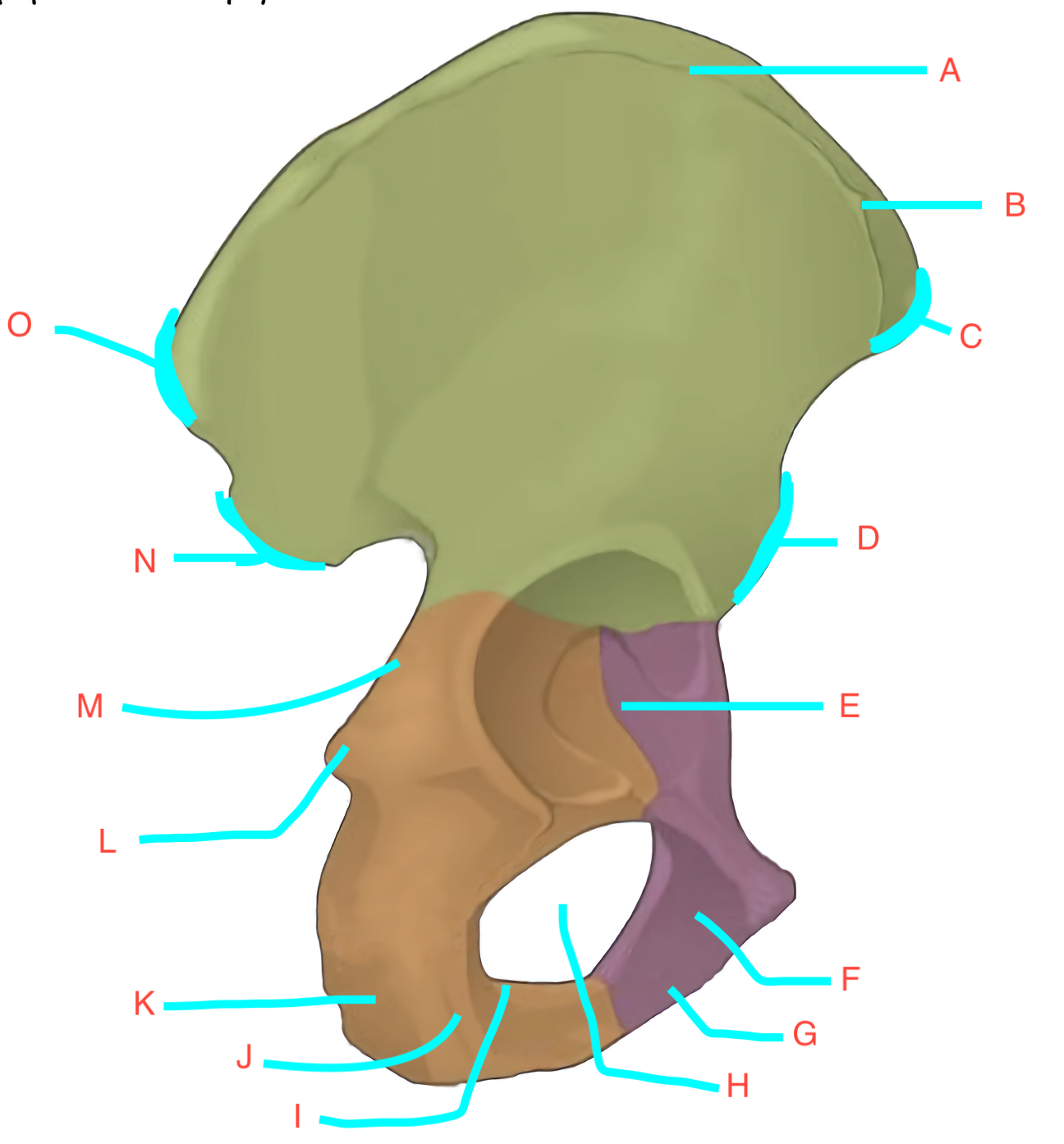 <p>G</p>