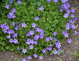 <p>Bell Flower</p>