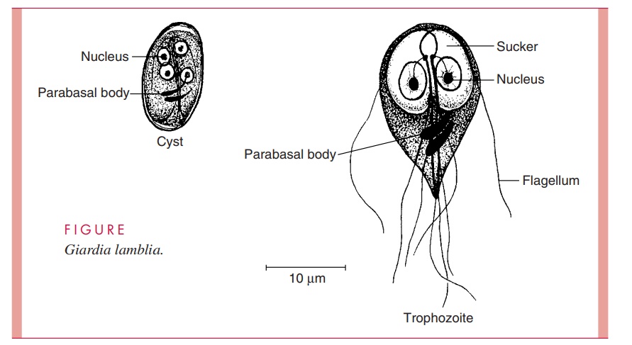 <p>Giardia Duodenalis Trophozoite</p>