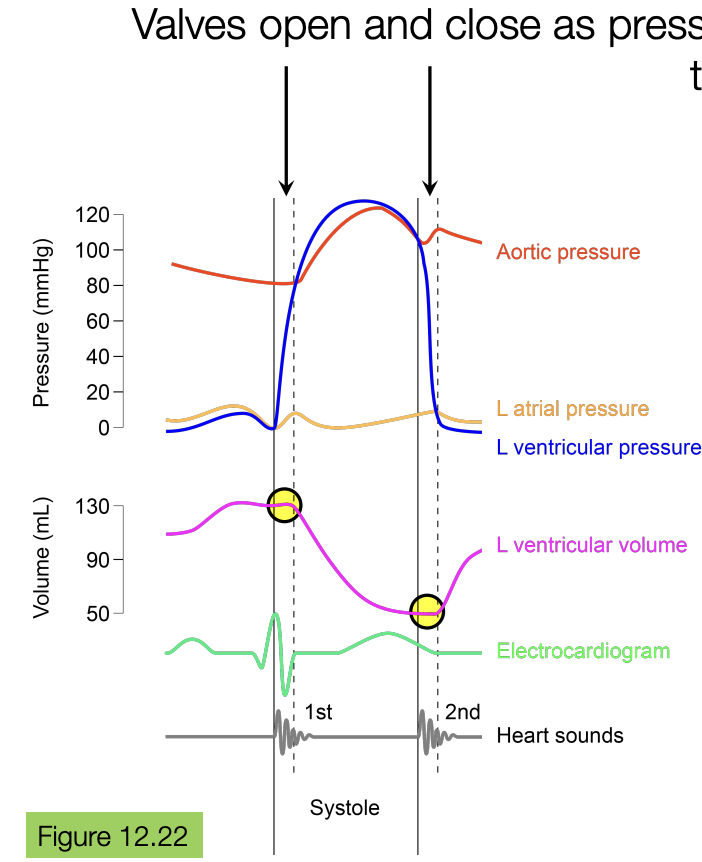 <p>isovolumetric periods are when the ventricular volume does not change</p><ul><li><p>this happens twice: once when the atria is nearly finished filling the ventricle, and another when the the heart is so relaxed after all the blood have left the ventricle into the aorta</p></li></ul><p></p>