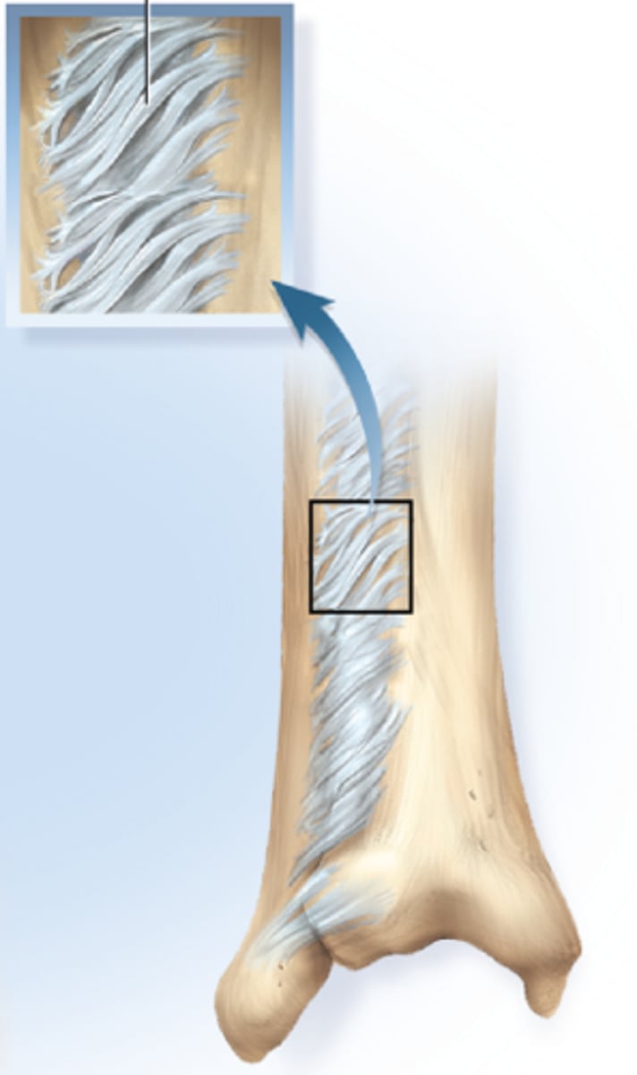 <p>Long collagen fibers</p>
