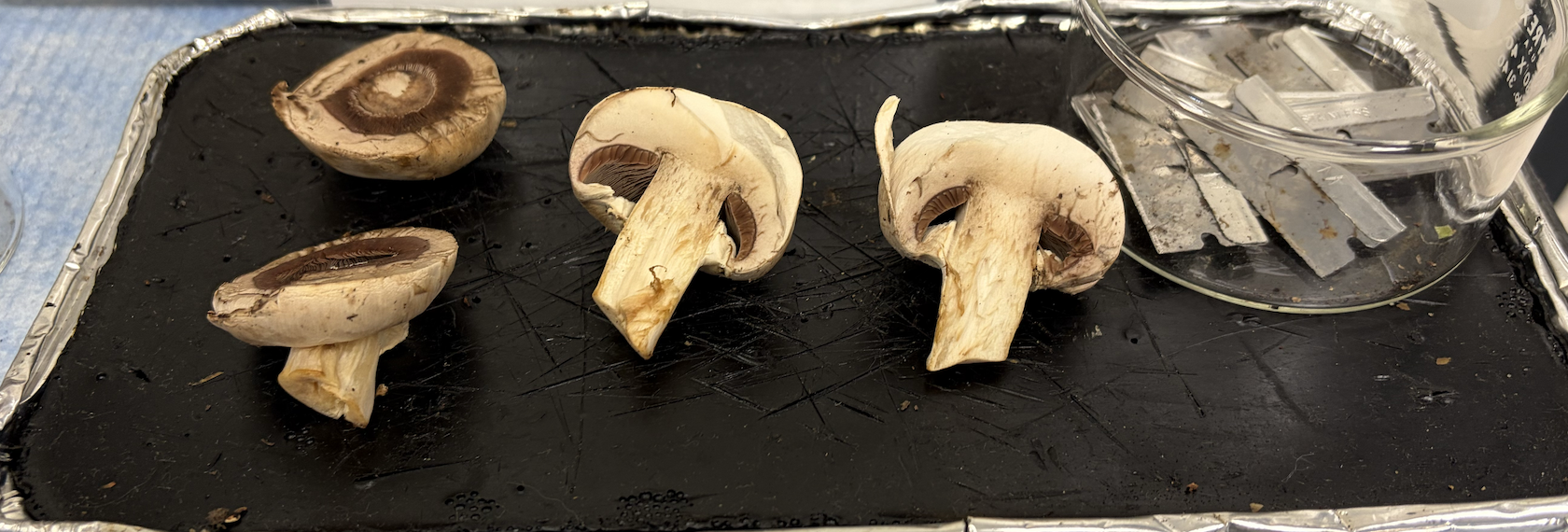 <p>What is this and what fungi group is it in?</p>