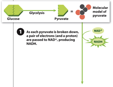 <ul><li><p>Step 1: Break down pyruvate, and in the process donate two electrons to NAD+, creating NADH</p></li></ul>