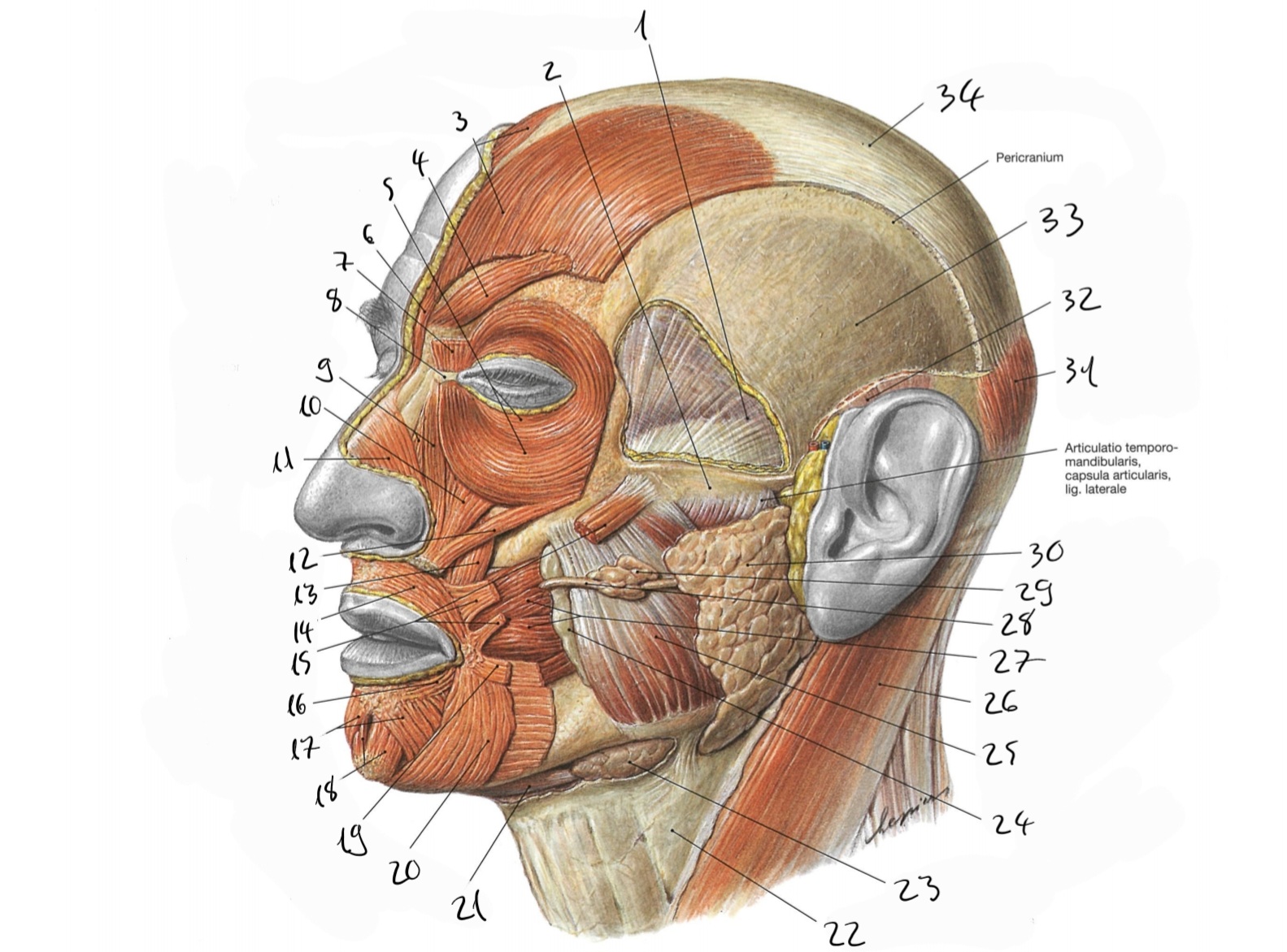 <p>34</p>