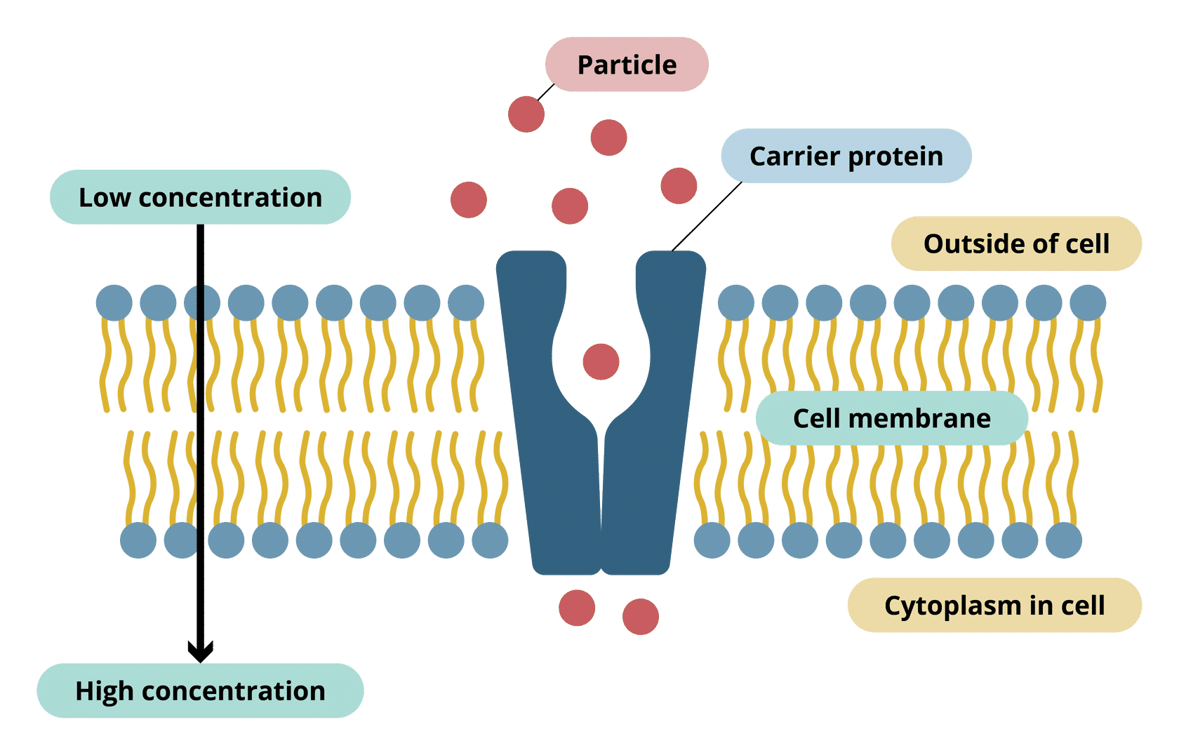 <p><span>The nitrate or mineral ion will enter the carrier protein on one side of the cell membrane. The carrier protein will then change shape; this change in shape will push the nitrate or mineral ion to the other side of the cell membrane. The carrier protein needs the energy to change shape and this energy is provided by the mitochondria of the cell.</span></p>