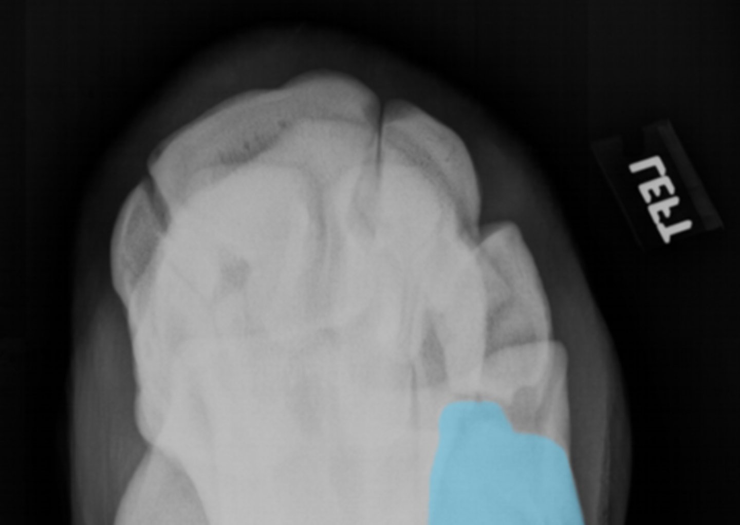 <p>What bone is highlighted?</p>